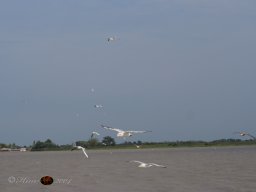 Musikalische Tagesfahrt zum Neusiedlersee am 21. 08. 2024